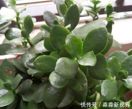 叶片|多肉养不好,叶片就“发软”,看看这几个原因,轻松帮你解决!