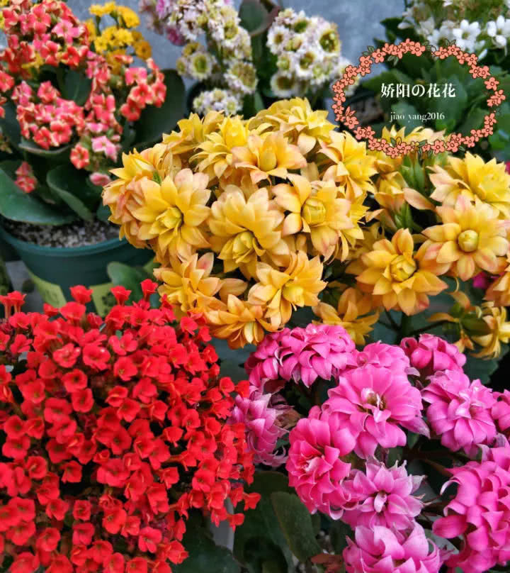 穷养|这6种花就要穷养,不花钱不用管,个个肥得流油