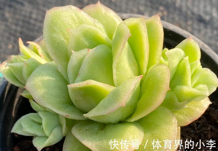 大热多肉冰玫瑰，绿的时候似翡翠，冬天红起来则像带血斑的玫瑰