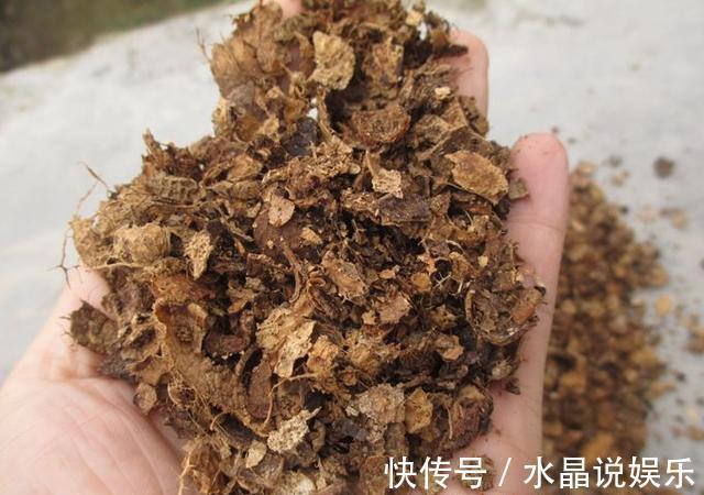 花生壳|立秋过了养花忙,蟹爪兰都睡醒了,盆里来点营养素新枝冒出来