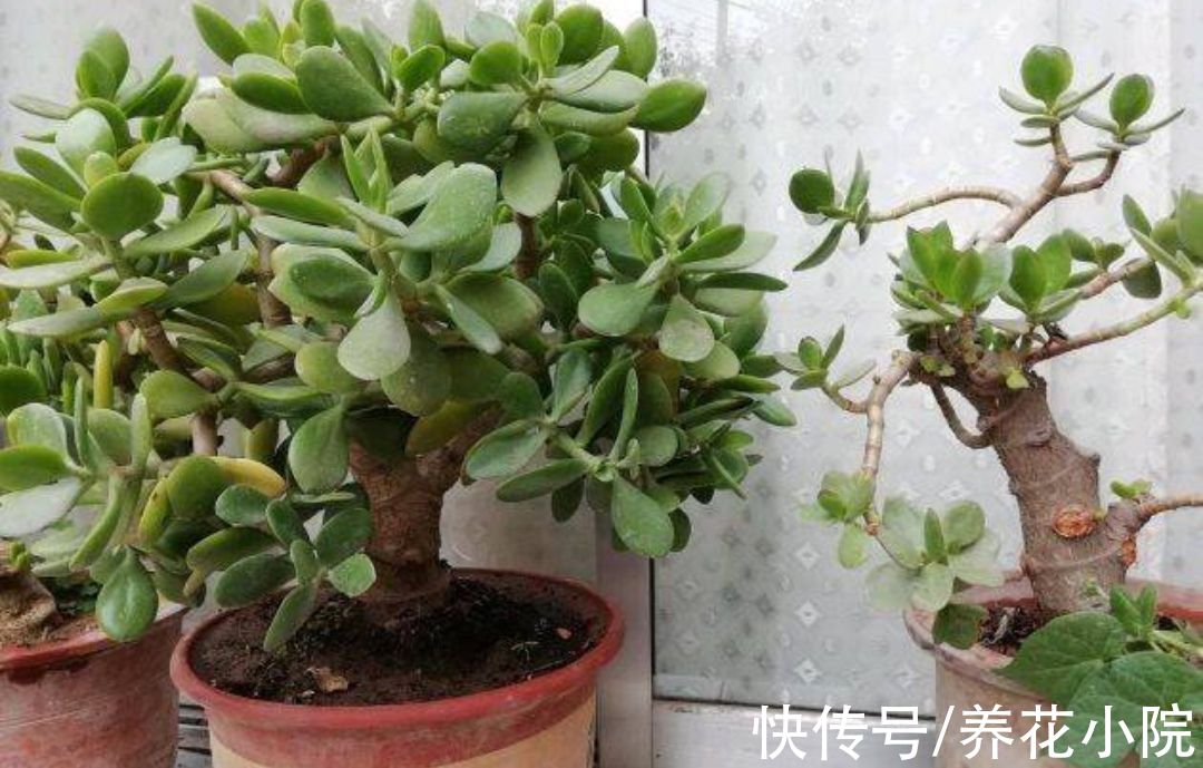 多肉植物|天冷6种花要“穷养”，少水少肥有利过冬，春天长得旺