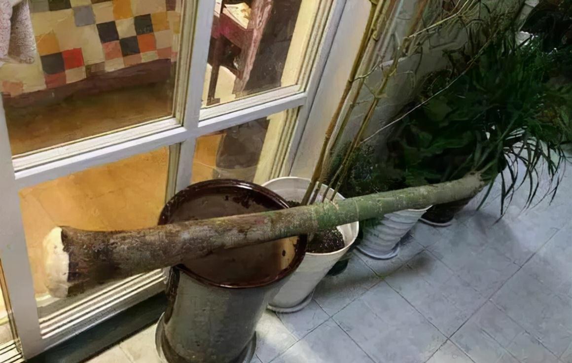 别人把枯树都扔了，捡回来一顿大刀，30天撑起一个客厅