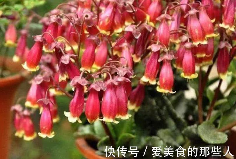 盆栽|6种漂亮花，号称“开花机器”，花色艳丽真喜庆，是盆栽佳品