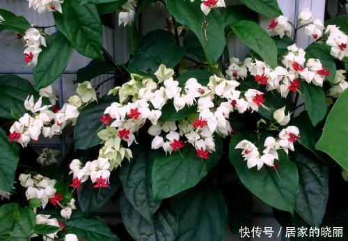 佳品|几种灯笼花,好看又喜庆,花期还很长,是家庭盆栽佳品!