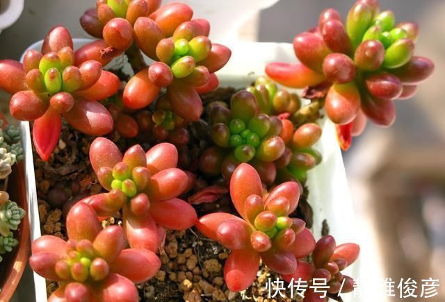 死翘翘|露养多肉万般好?做不好这3件事,一样死翘翘