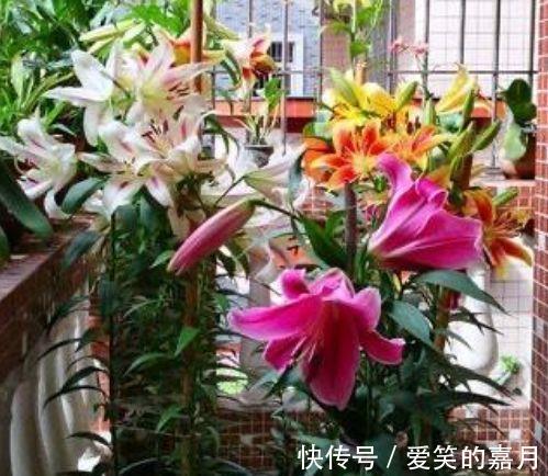花草|家里养上4种花，百花齐放，鲜艳无比，开成百花园！