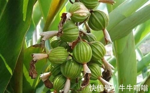 豆蔻属|民间叫它“小豆蔻”，炖肉堪称一绝，公园里就有