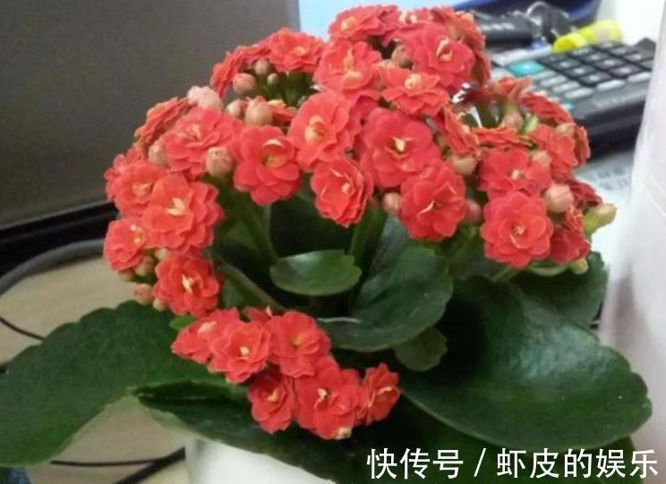 3种过期小药片,用来养花疯长不停,不黄叶不烂根,延长花期