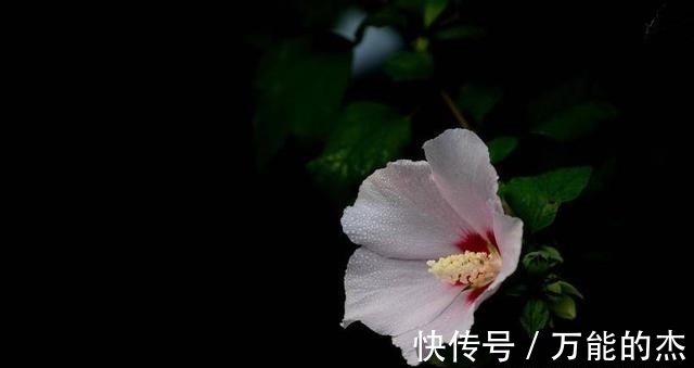 爱情女神|桃花开满枝头，下周，4大生肖的人得爱情女神眷顾，会脱单