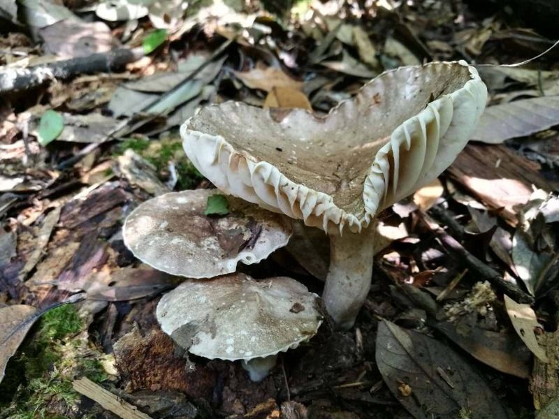 肉褐鳞环柄菇|长沙县等9地被列为中毒高风险地区！这些毒蘑菇你能认出来吗？警惕这些“剧毒杀手”