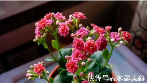 发财树|天热了,4种花不适合“富养”,少肥少水才能安全度夏,长得健壮