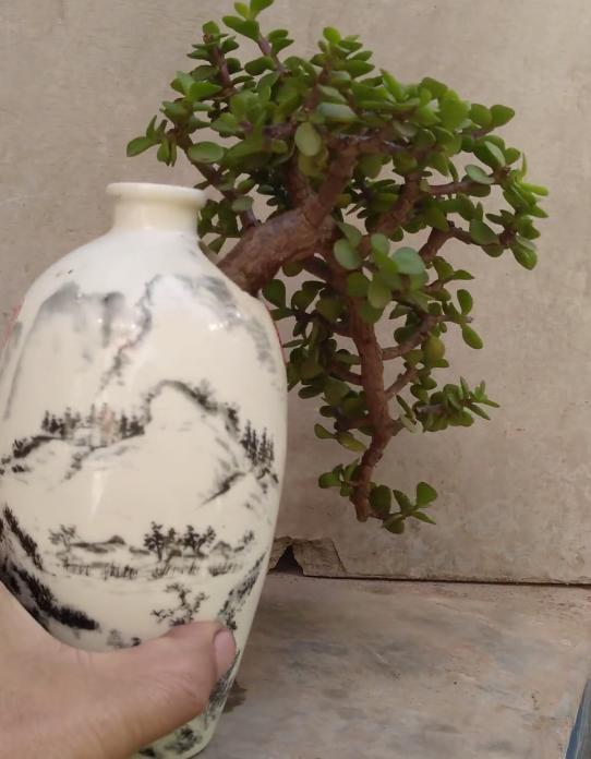 酒瓶外形好看就拿来当花盆，搭配文竹、吊兰、金枝玉叶，特美！