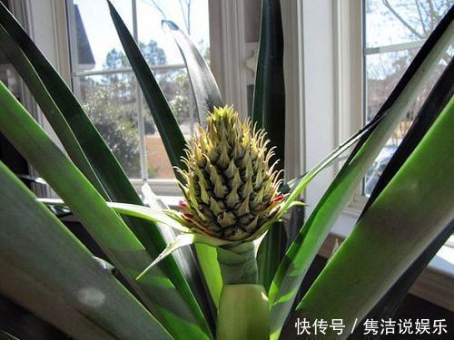 吃菠萝,“菠萝头”泡水里,3周长根变漂亮盆栽,结出大果子来