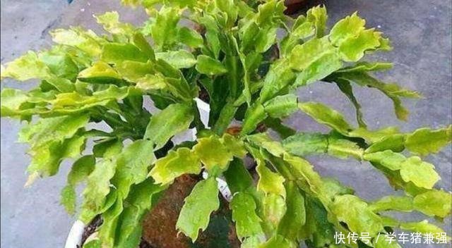 天热了，蟹爪兰要休眠，这几件事不能做，不然烂根枯萎！