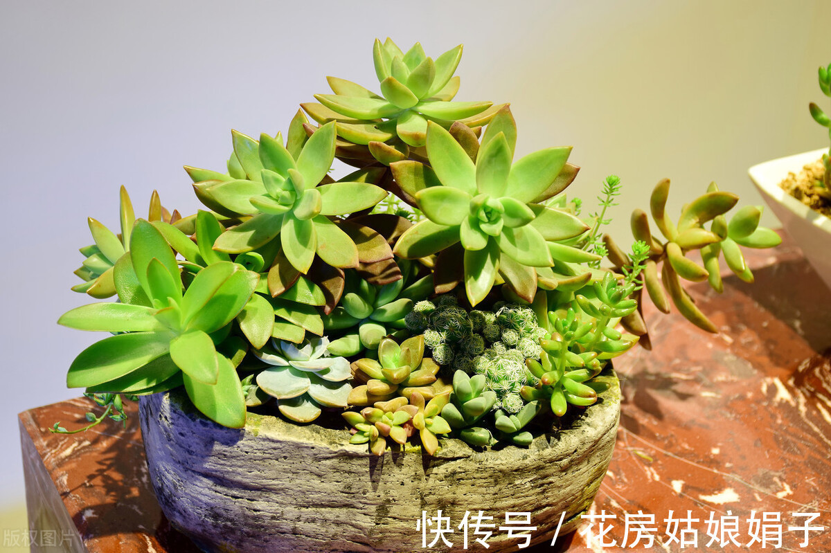 旺盛|想要养好花,记住这3个口诀,照着养,盆盆旺盛