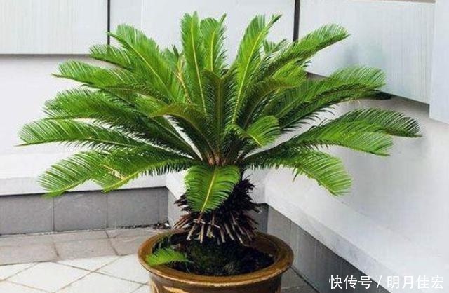 4种可以在家中盆栽的“树”,皮实好养颜值高,第四种养的人很少