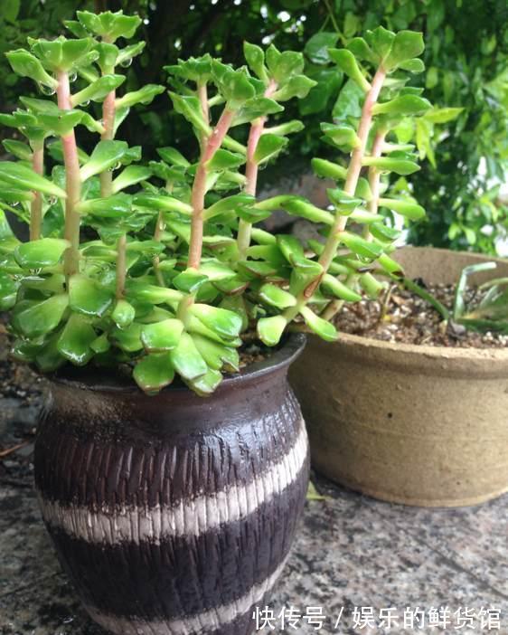 多肉长残的照片，看一次笑一次，根治各种抑郁