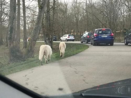 疫情|疫情期间的周末娱乐,留学菌带你逛逛野生动物园