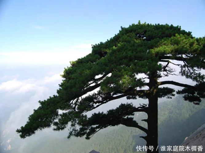 有哪些诗词，照亮了你的人生，抚慰过你的心灵？