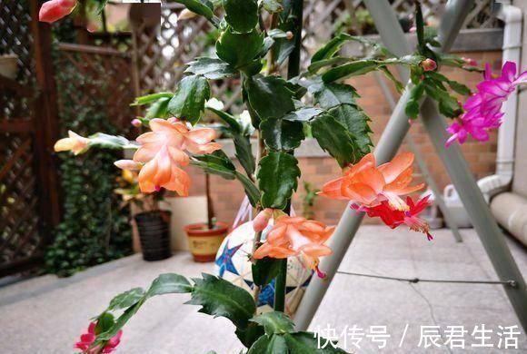 “2种花”往家里养，阳台摆2盆，一年有200多天在开花，太美了
