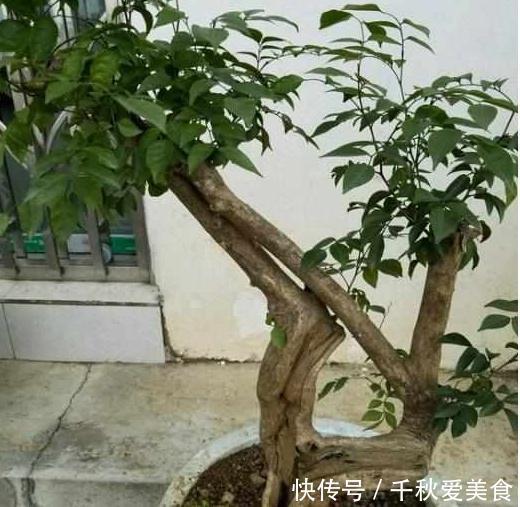 这三种树最适宜养在客厅,比香水都香,亲戚来了都说好