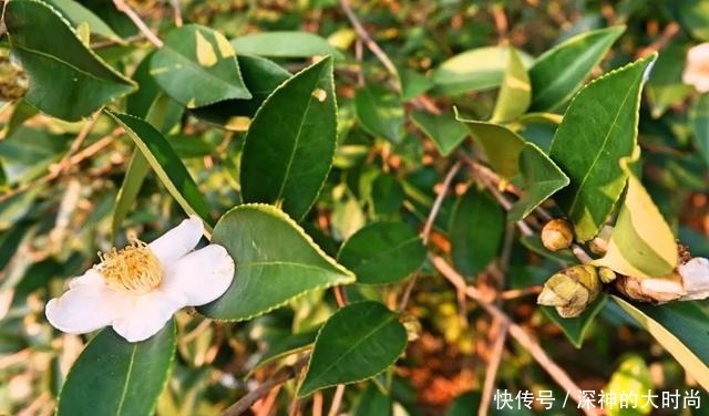 这个低调又好吃的浙西小城，私藏了众多美味，攻略上都找不到！