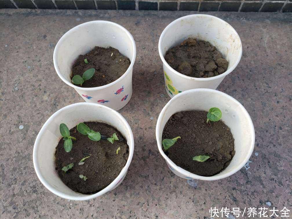 土壤出现4个问题，要赶紧换盆，不然植物都死了