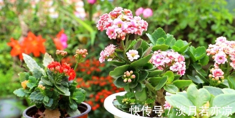 养好长寿花的小诀窍：光照是第一要素，把握不住就难开花