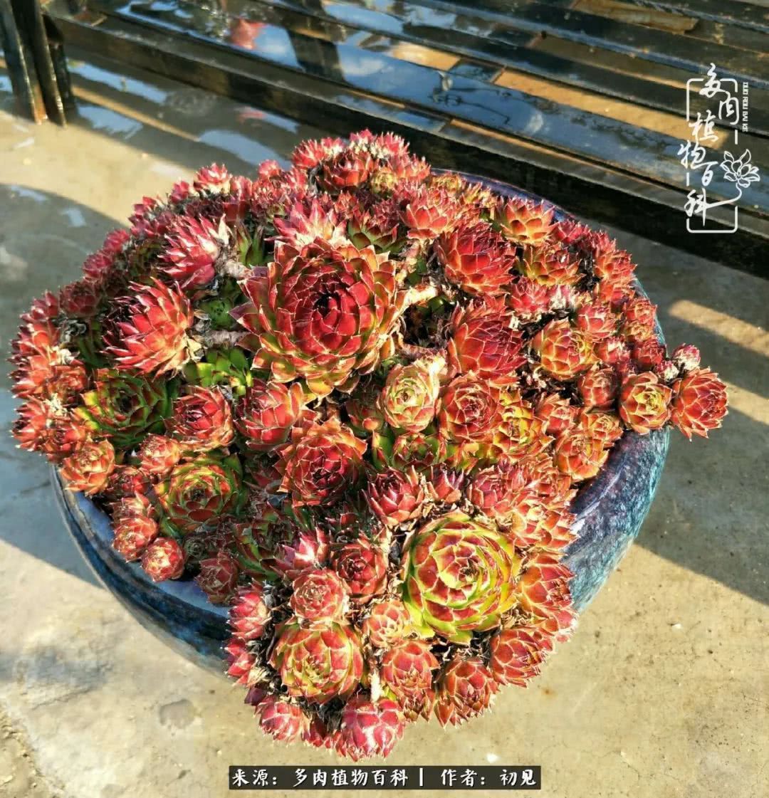 养多肉四周年，从初见到爱恋！幸福一直藏在浅薄的日子里！