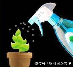 黄叶|绿萝又黄叶了, 这样一处理, 又是绿油油的一盆!