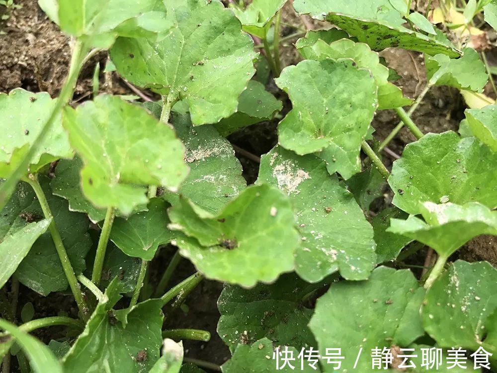 凉茶|若在野外遇到，别当杂草，它就是有名的“积雪草”，目前价值很高