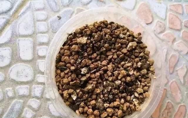 霍米兰|花盆里放两种杂物，花很好，没有虫子，土壤也不结实，气势旺盛