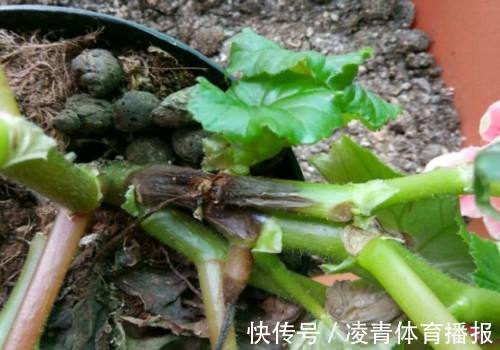 养不好5种植物，就要赶紧“跳坑”，不然买多少、死多少