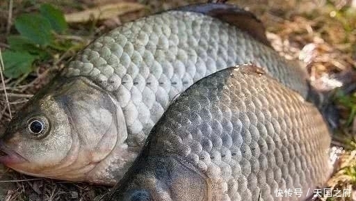  传统钓|初夏的鲫鱼实在是好钓，只需留意5小点，轻而易举的爆护