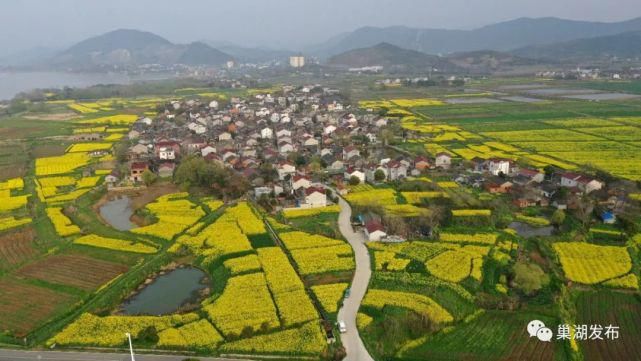 《行遍合肥》巢湖油菜花海已上线！遍地金黄！