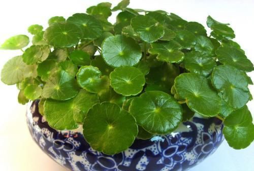 3种好养的花卉，丢盆里就能活，新手也会养！