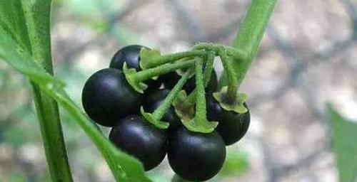 不想身体变差，多吃的好食物，养颜护肤，美容消脂，吃了更年轻