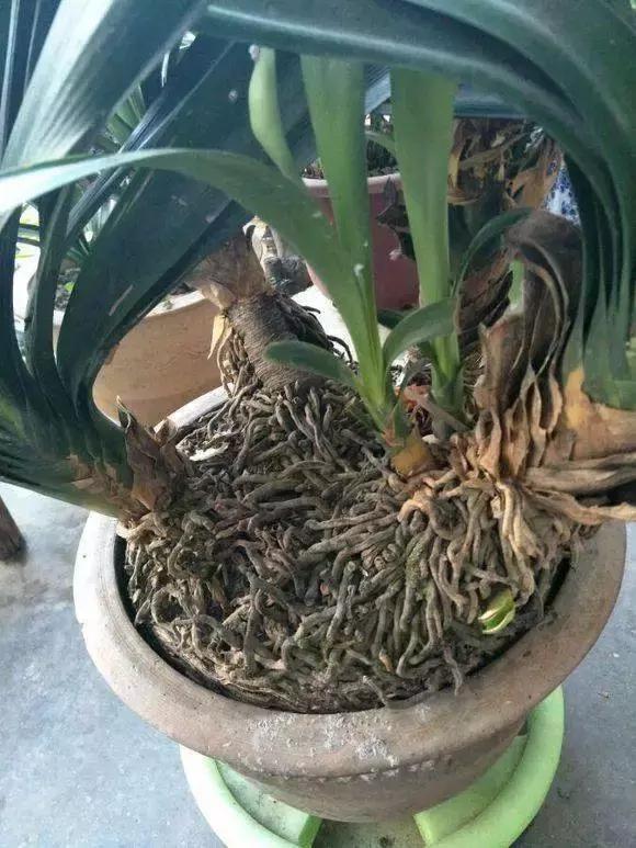 君子兰活到30年，叶片长到2米高，花朵千百簇，变成“传家宝”