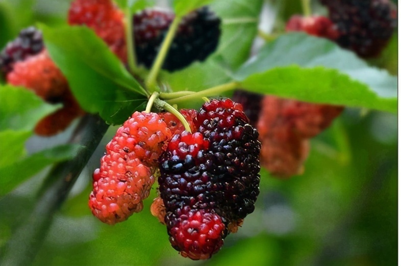 桑葚|人到中年,坚持每天吃三种食物,保护肠胃,保护心血管,身体健康
