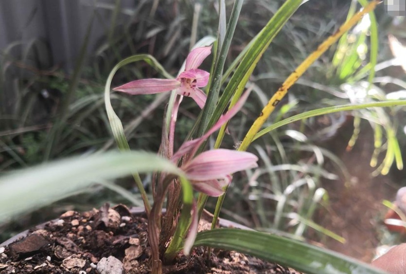 养花小经验出现烂根只需“2合适4补救”,轻松爆盆!