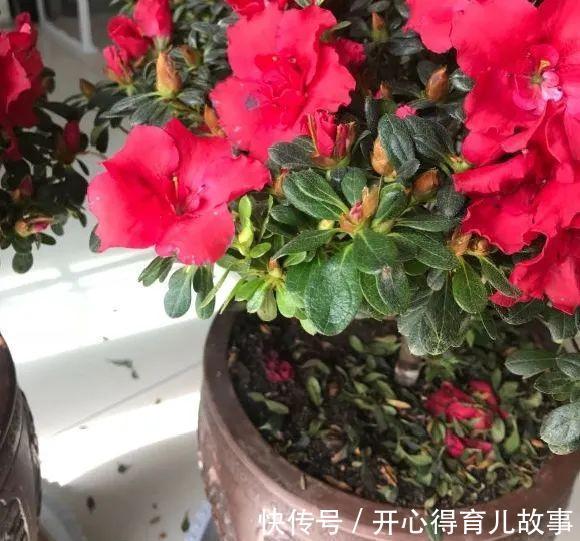 10种花，一降温就黄叶，赶紧换个地方养