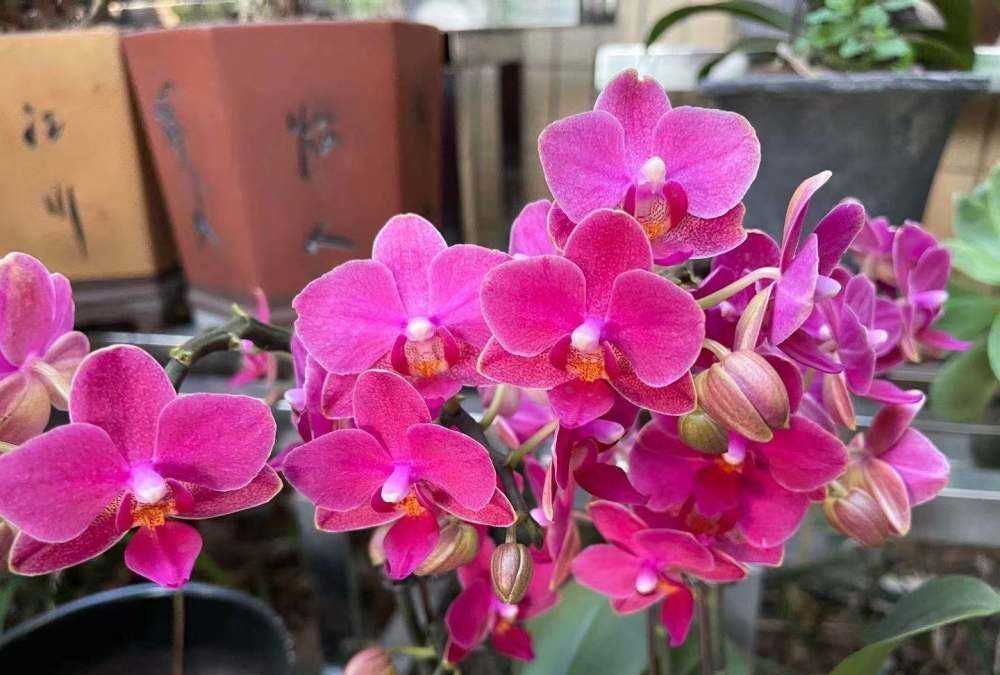 家里养蝴蝶兰,“这几点”才是关键!叶片厚实、油绿发亮,真漂亮