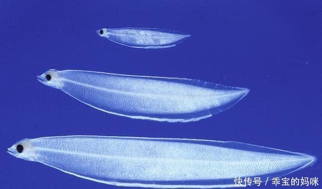 没想到一个到处能吃到的动物,居然没人知道它是什么?