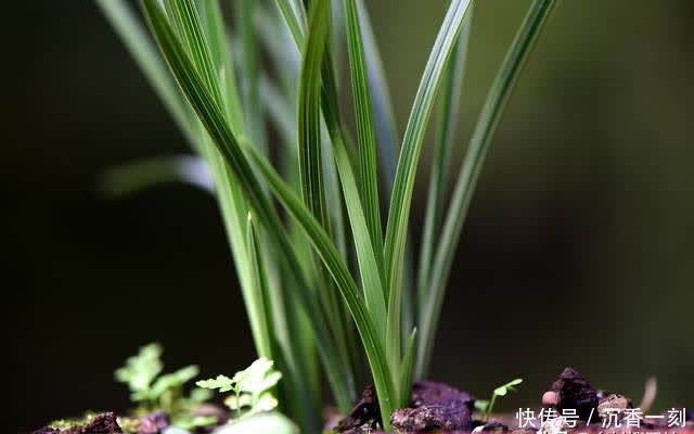 夏天|夏天如何管理兰花，才能确保不会烂根？这3点非常重要