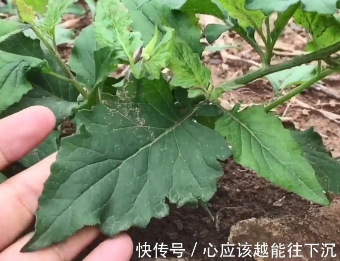 蛇舌草|农村这种看着很不起眼的野草，人称“千里光”，对视力很有疗效