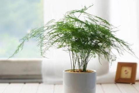 文竹发枯，发黄，不见长，教你3个小妙招，叶翠绿枝茂盛