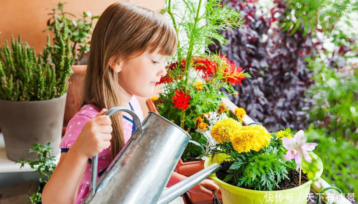 阳台养花学会“组合”,开花就像接力赛,这盆开完那盆开