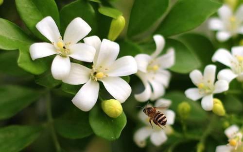 浇花时,1粒药片丢水里,花卉3天长出“大白根”,越养越旺盛