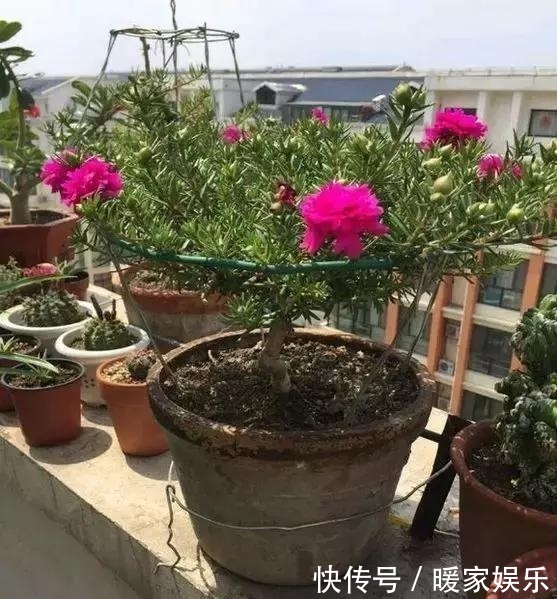 金枝玉叶又能派上“大用场”,嫁接几根太阳花,变成老桩“花柱”