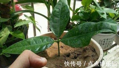 月季花|2种花“太名贵”，想养不用买，剪1段“小枝”就能扦插，生根快！